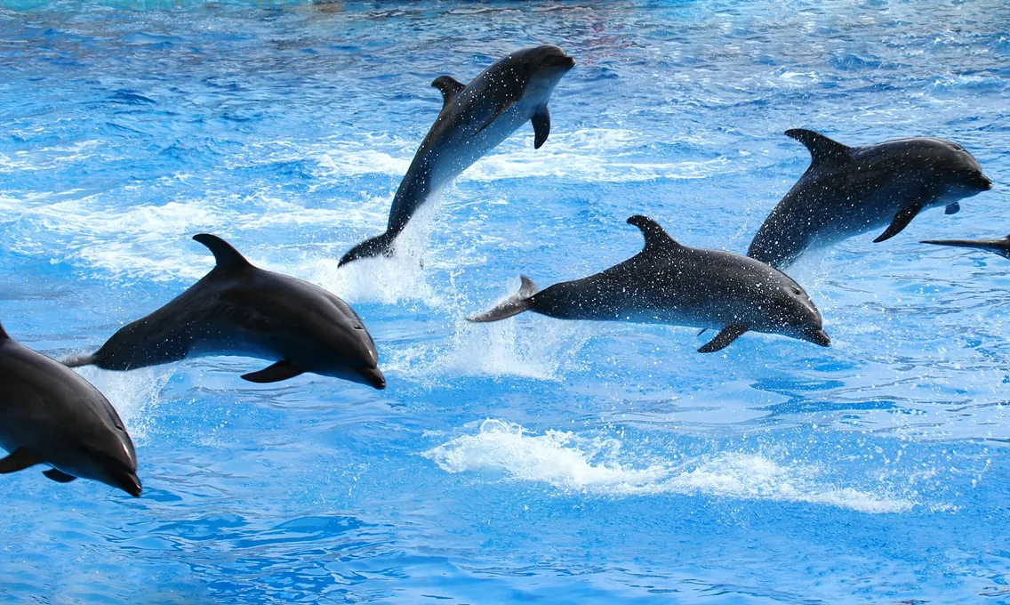 南知多ビーチランド